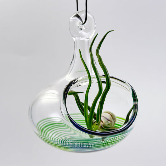 Air Plant Holder in XP Green