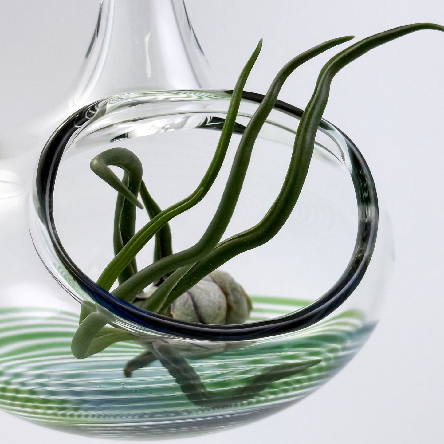 Air Plant Holder in XP Green