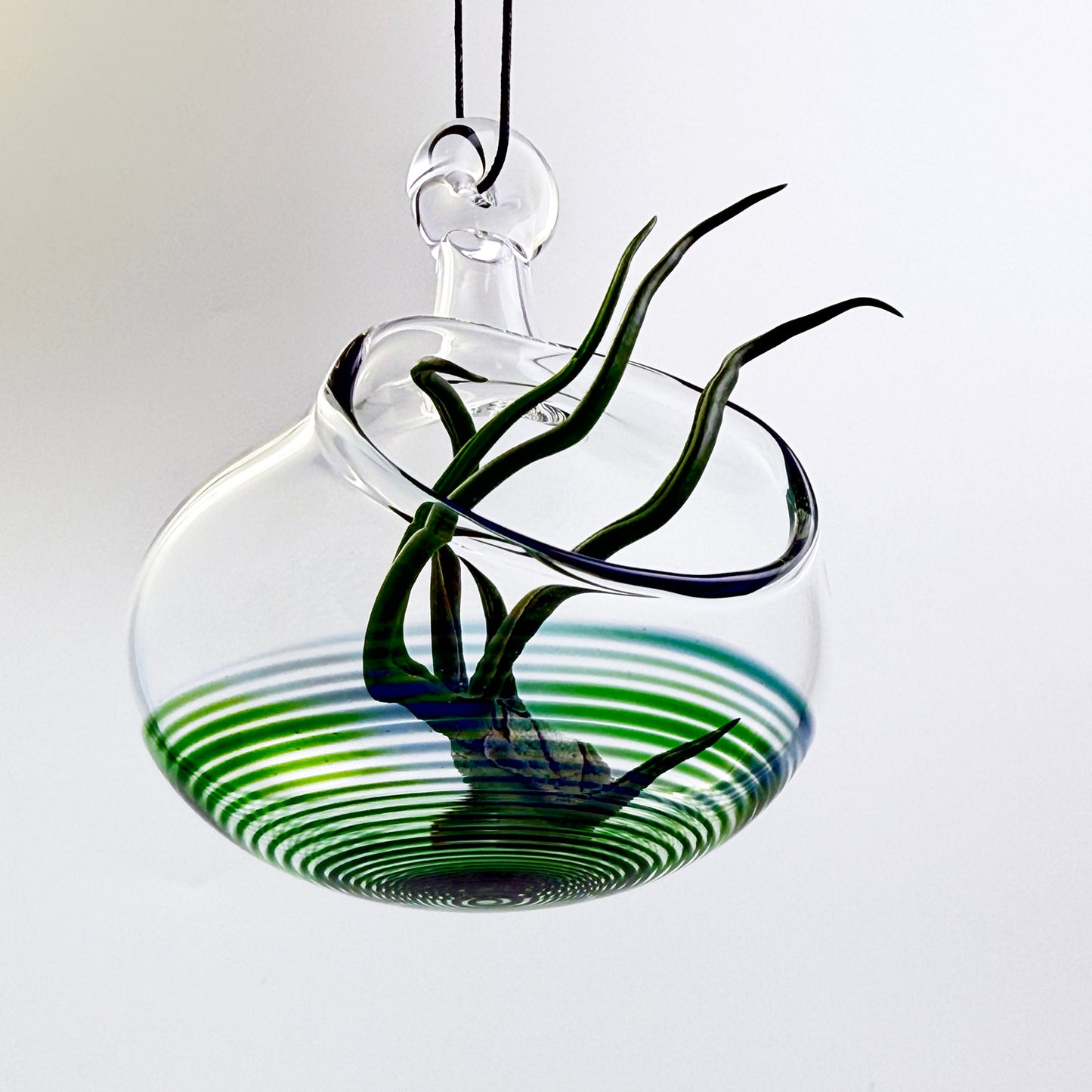 Air Plant Holder in XP Green