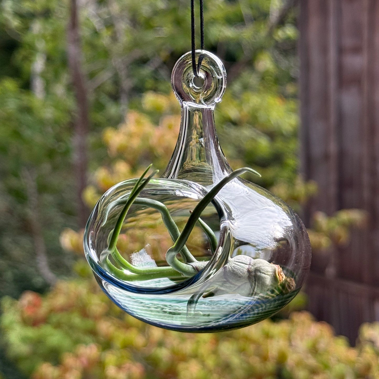 Air Plant Holder in XP Green