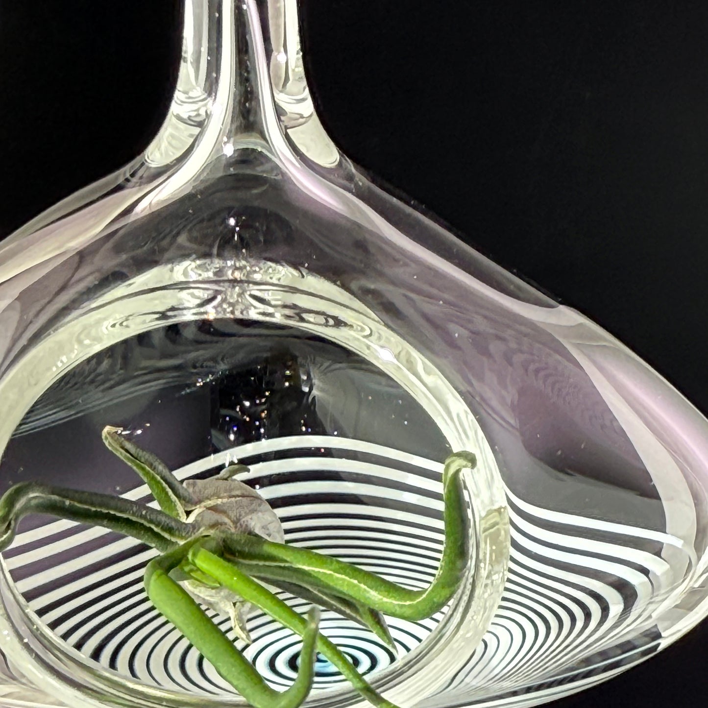 Air Plant Holder in White