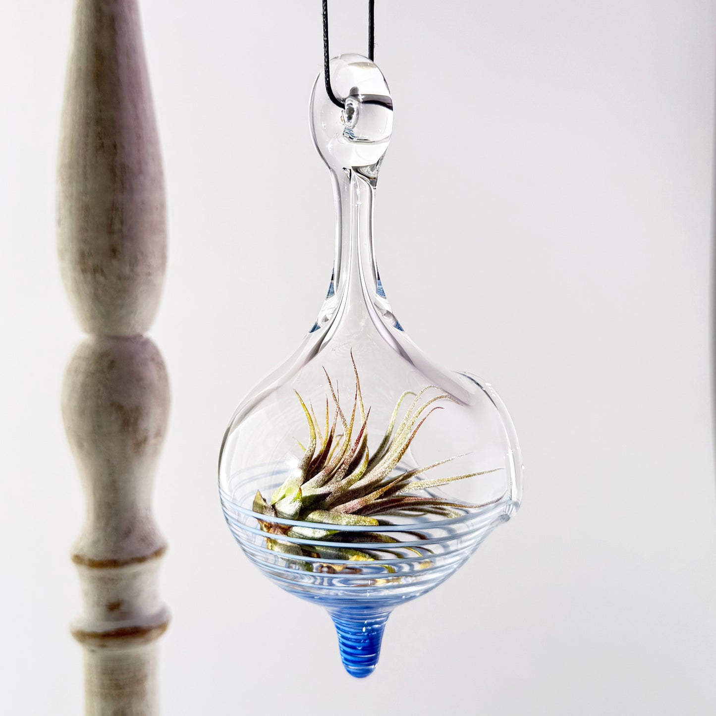 Air Plant Holder in Cobalt and White