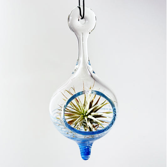 Air Plant Holder in Cobalt and White