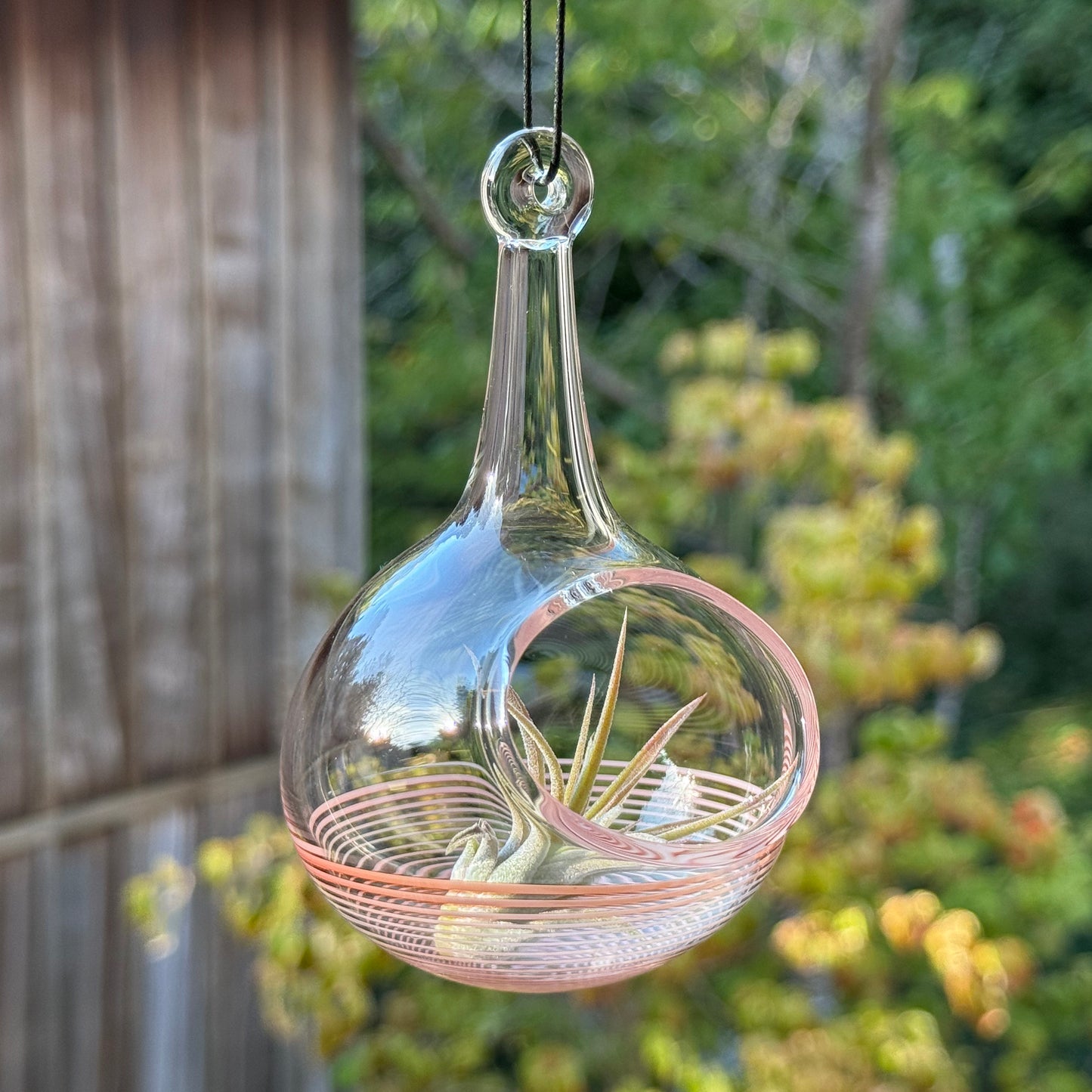 Air Plant Holder in Hot Sauce (Orange)