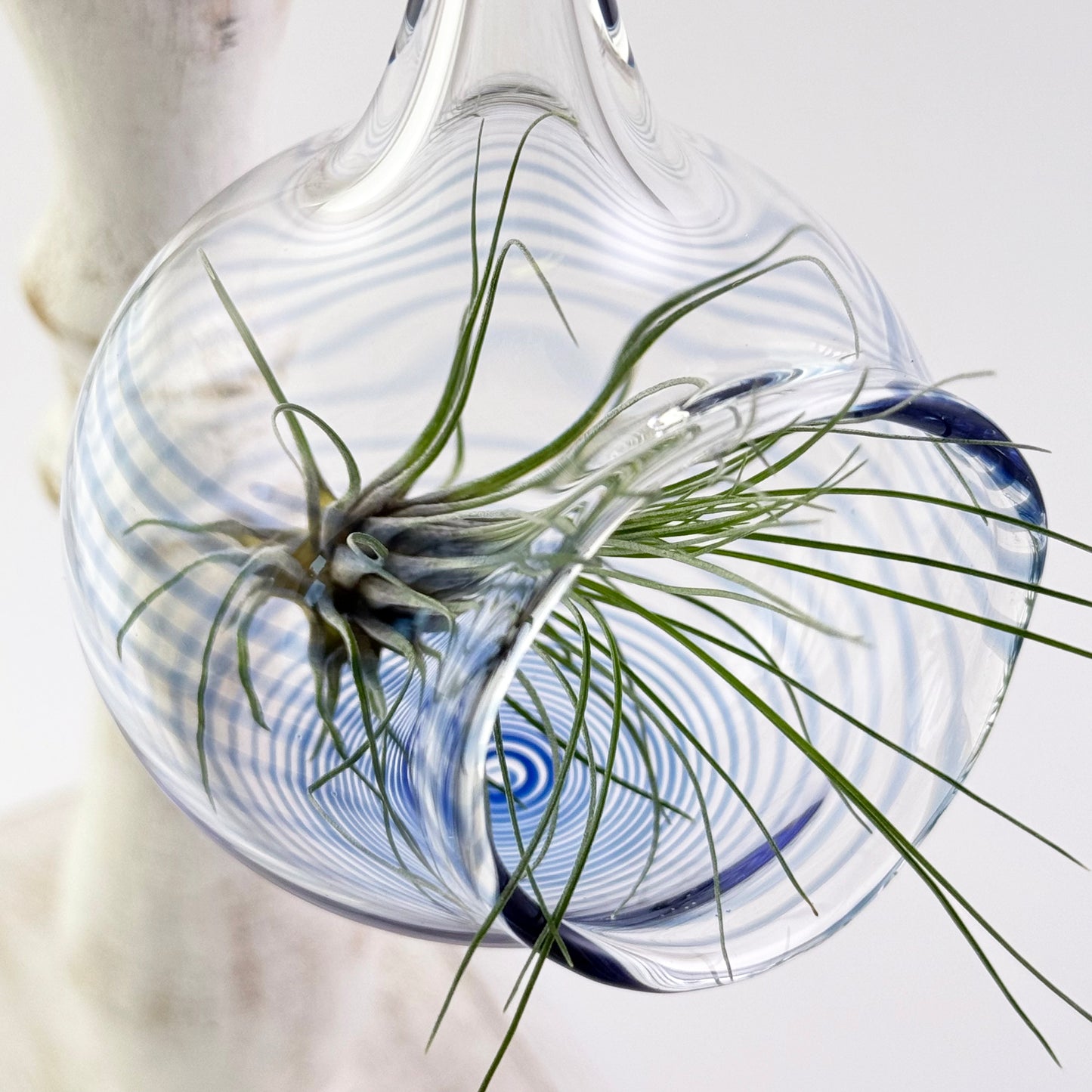 Air Plant Holder in Cobalt