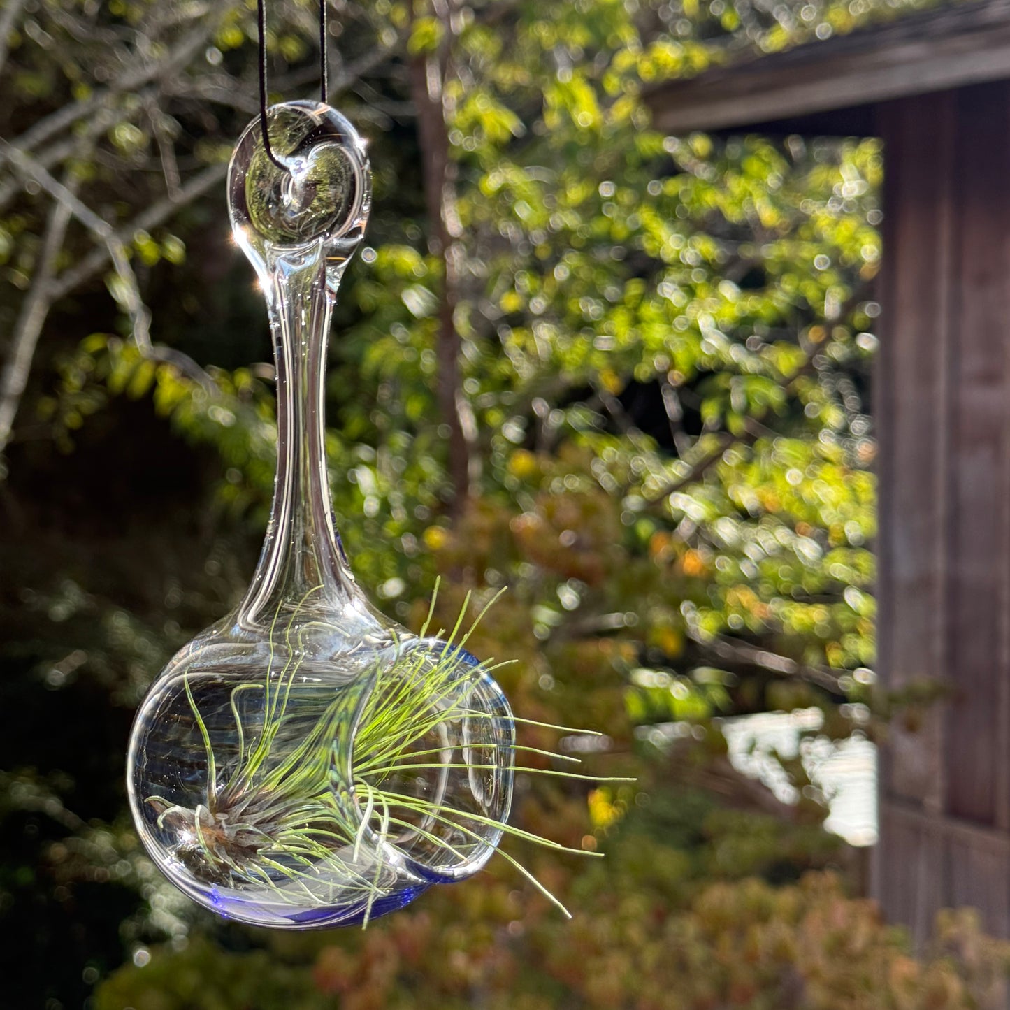 Air Plant Holder in Cobalt