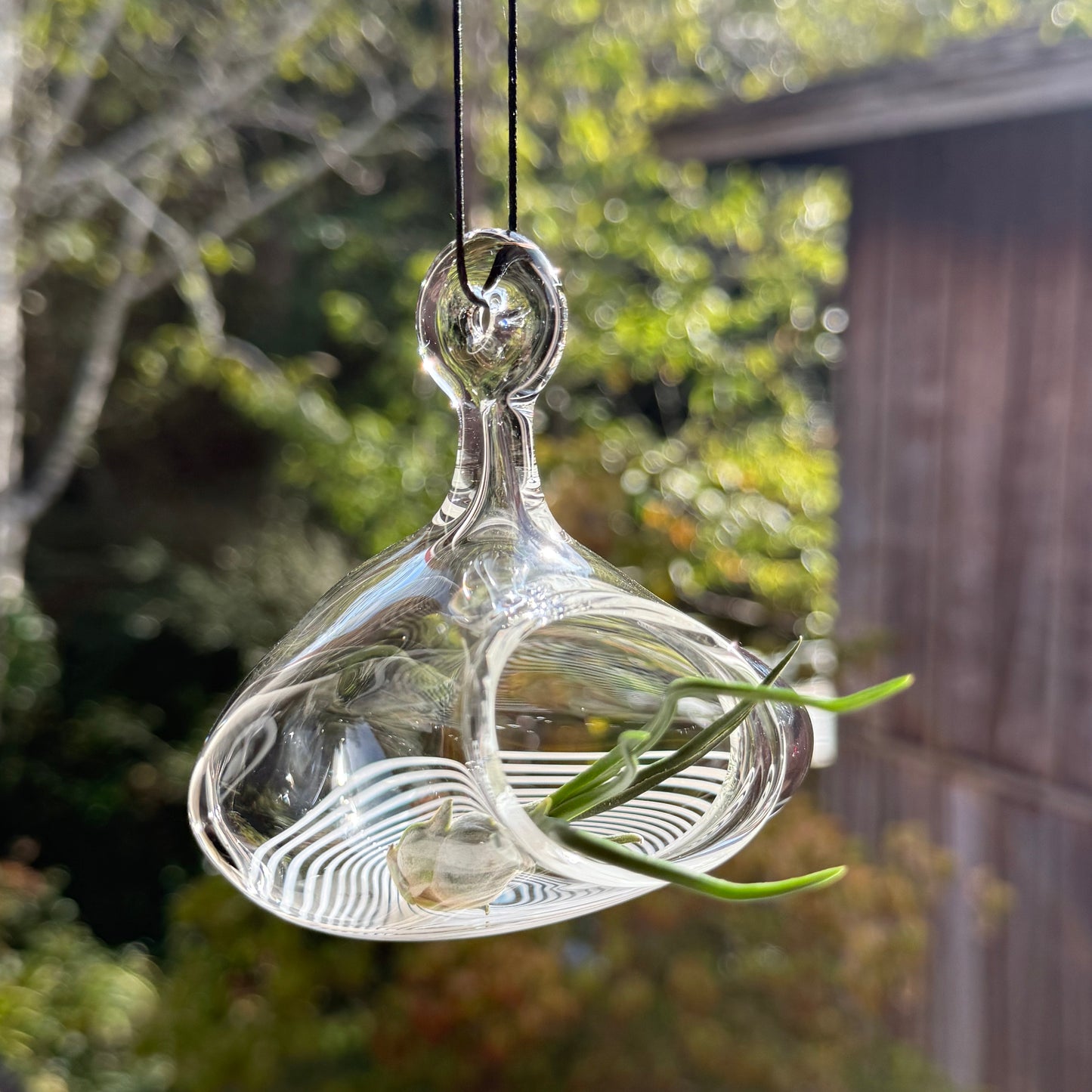 Air Plant Holder in White