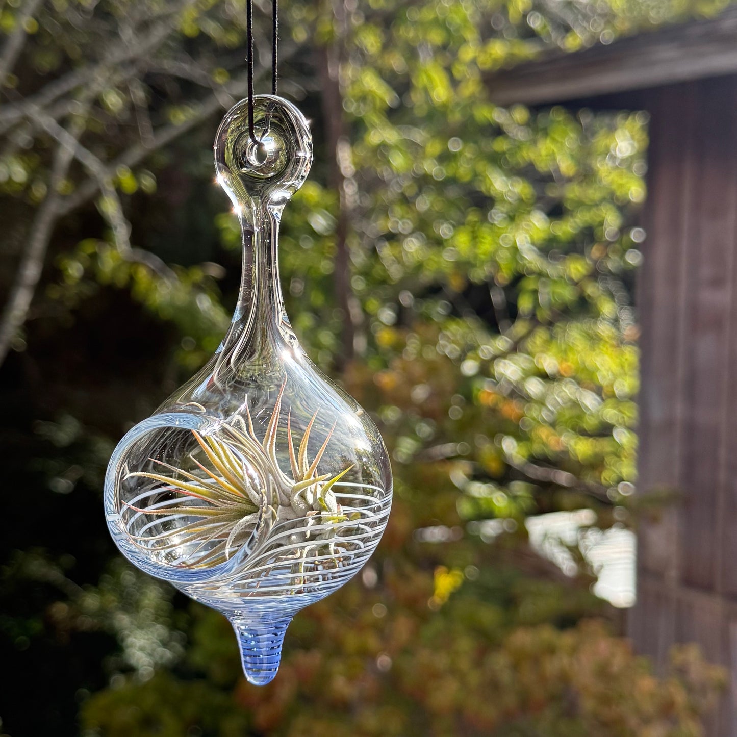 Air Plant Holder in Cobalt and White