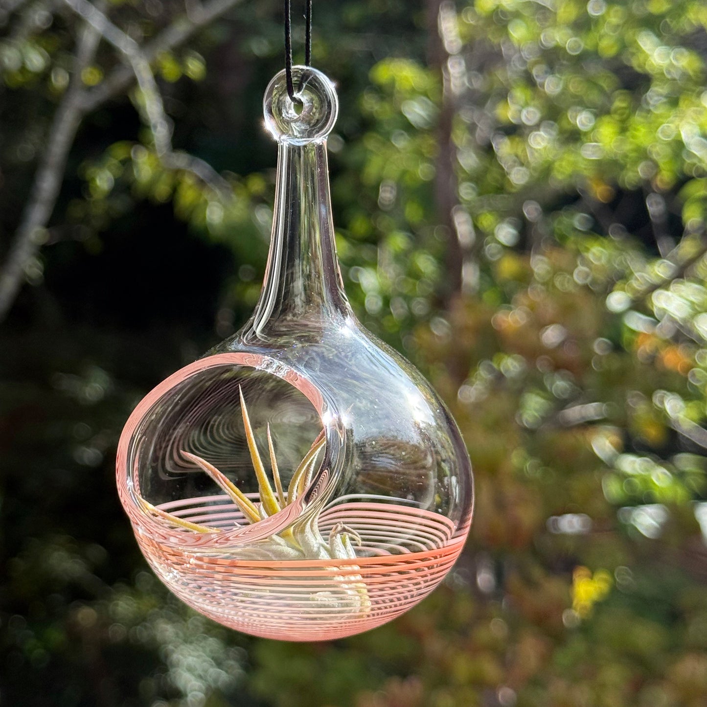 Air Plant Holder in Hot Sauce (Orange)