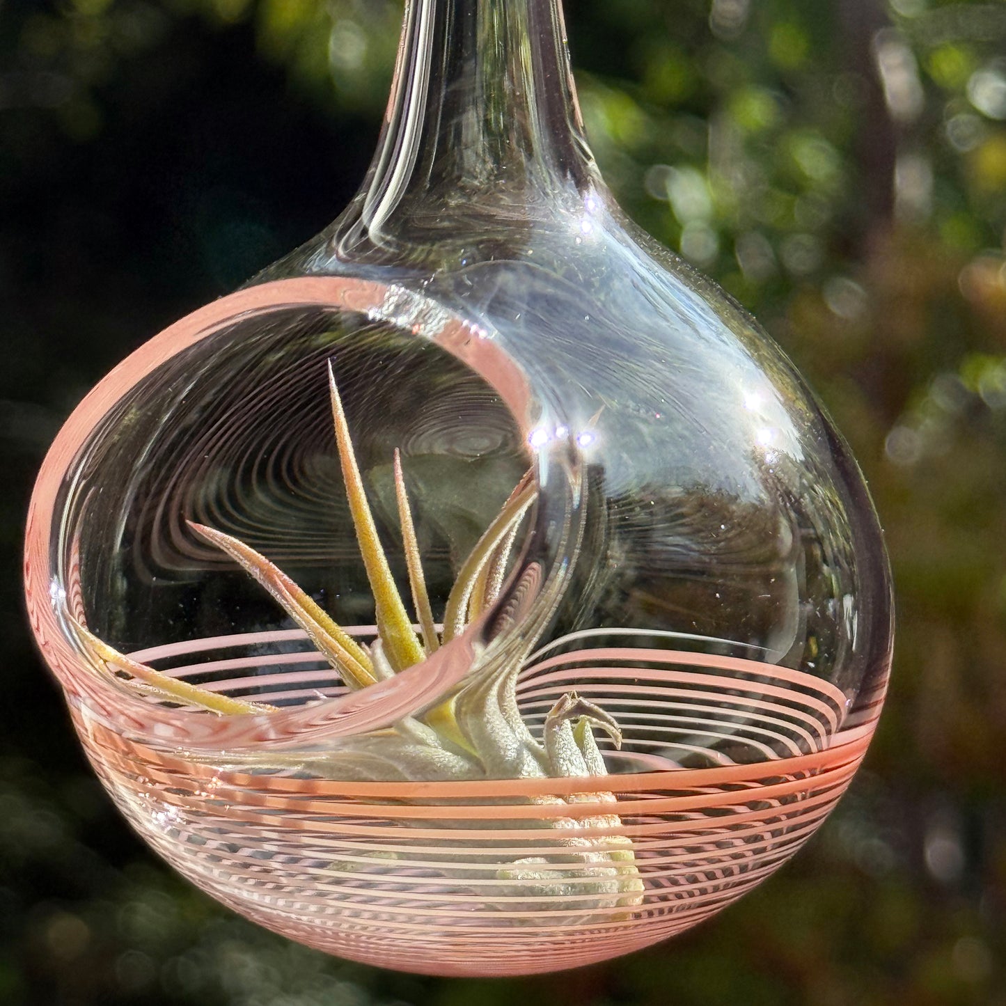 Air Plant Holder in Hot Sauce (Orange)