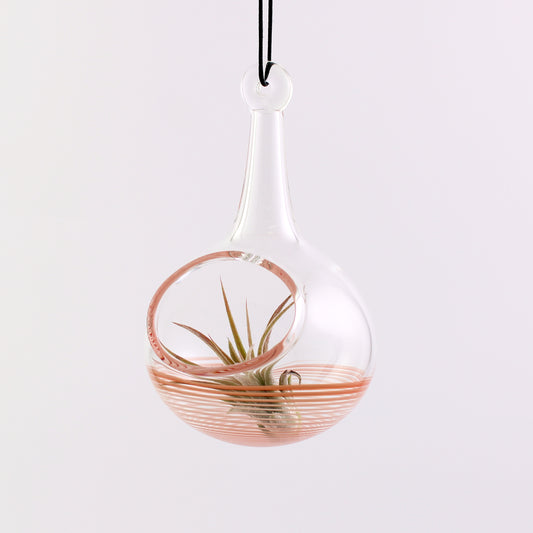 Air Plant Holder in Hot Sauce (Orange)