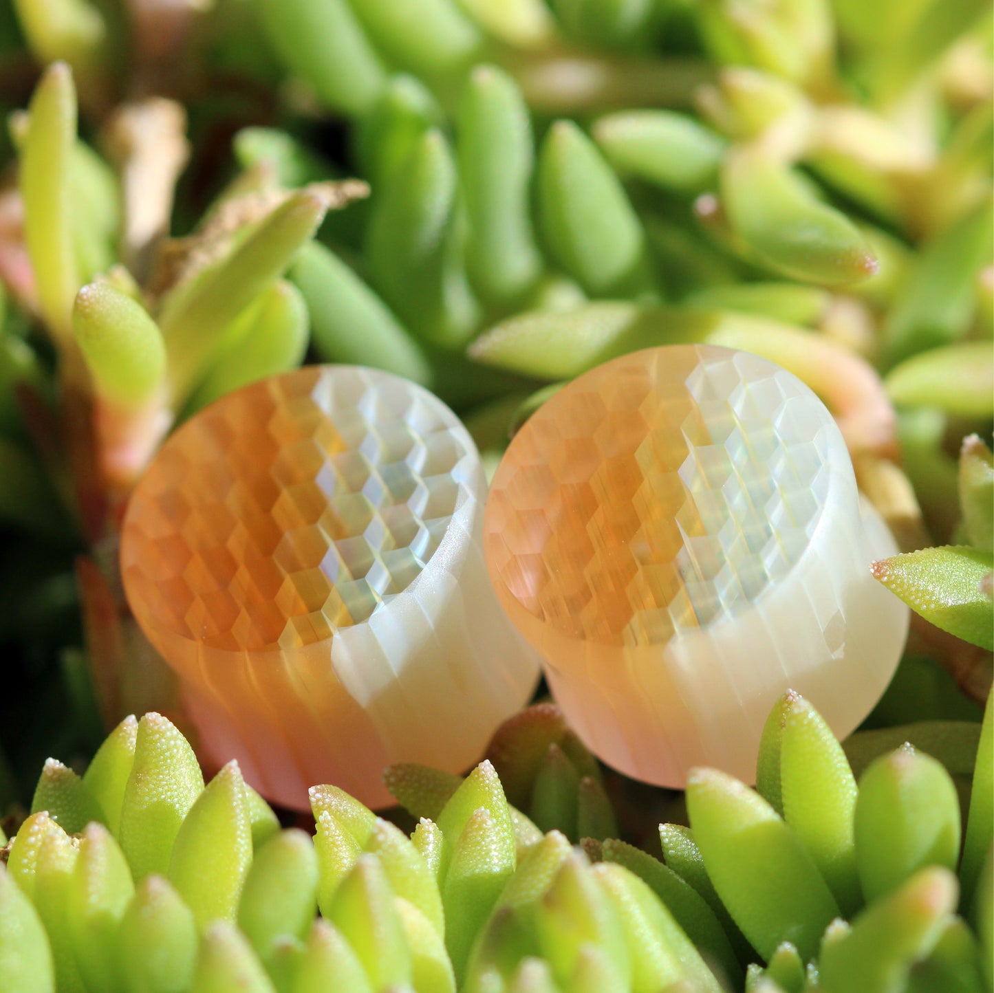 50/50 Honeyglass Saddle Plugs