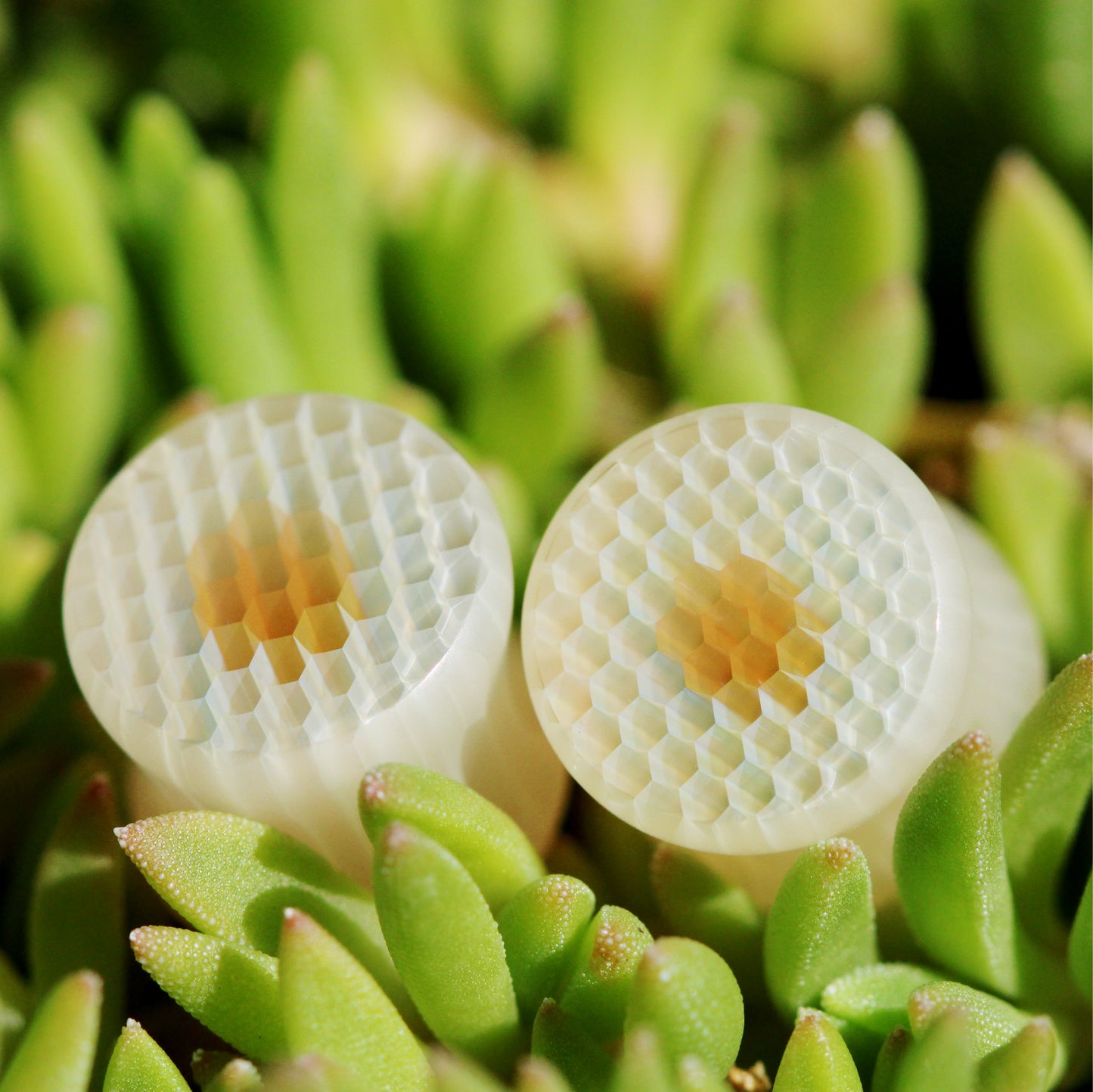 Golden Eye Hypercell Honeyglass Saddle Plugs